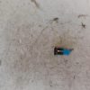 Bouton de warning VOLKSWAGEN POLO 5 PHASE 2 Essence image 1