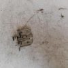 Serrure de capot RENAULT CLIO 2 PHASE 1 Essence image 2