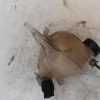 Vase d'expansion CITROEN C3 2 PHASE 1 Diesel image 2