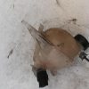 Vase d'expansion CITROEN C3 2 PHASE 1 Diesel image 3