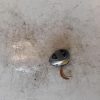 Bouton/Interrupteur CITROEN C5 1 PHASE 2 Essence image 1
