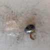 Bouton/Interrupteur CITROEN C5 1 PHASE 2 Essence image 3