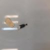 Contacteur feu stop RENAULT KANGOO 2 PHASE 2 Diesel image 1