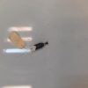 Contacteur feu stop RENAULT KANGOO 2 PHASE 2 Diesel image 2
