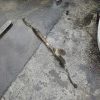 Cremaillere assistee RENAULT SCENIC 3 PHASE 2 Diesel image 1