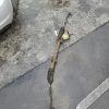 Cremaillere assistee RENAULT SCENIC 3 PHASE 2 Diesel image 3