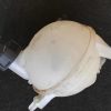 Vase d'expansion CITROEN C4 2 PHASE 1 Diesel image 1