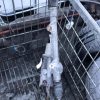 Cremaillere assistee CITROEN C3 2 PHASE 2 Essence image 2