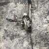 Cremaillere assistee CITROEN C3 2 PHASE 1 Diesel image 2