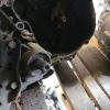 Boite de vitesses RENAULT CLIO 2 PHASE 1 Diesel image 3