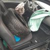 Commodo d'essuie glaces RENAULT TWINGO 2 PHASE 1 Diesel image 6