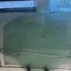 Vitre arriere droit PEUGEOT 208 1 PHASE 2 Diesel image 1