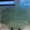 Vitre arriere droit PEUGEOT 208 1 PHASE 2 Diesel image 2