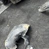 Pare boue avant droit RENAULT SCENIC 2 PHASE 2 Diesel image 5
