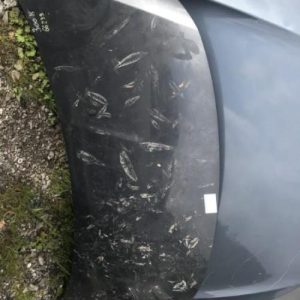 Capot PEUGEOT 3008 1 PHASE 1 Diesel - Image 1